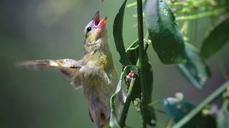 Diverse natural ecosystem, symbolizing biodiversity